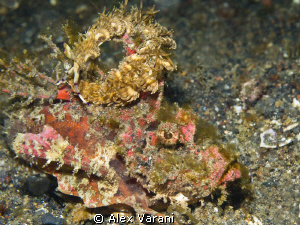 Devil scorpionfish nudibranch "ornated" by Alex Varani 